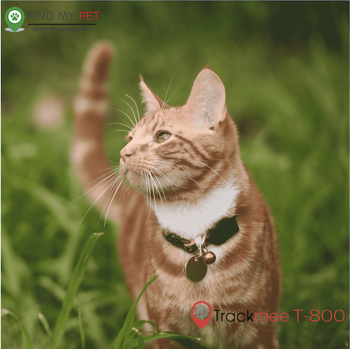 inh_vi_cho_meo_trackmee_t-800-cat